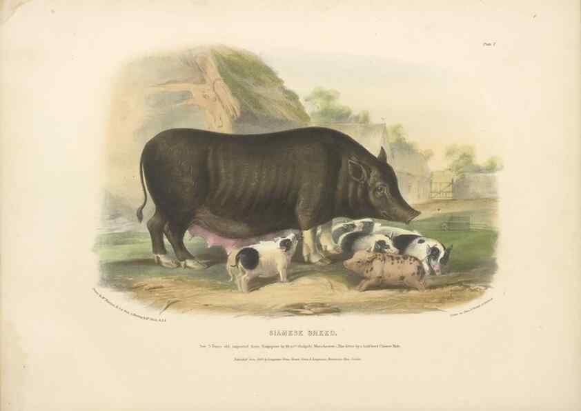 Reproducción/Reproduction 48230774161: The breeds of the domestic animals of the British Islands /. London, England :Longman, Orme, Brown, Green, and Longmans,1842.. 