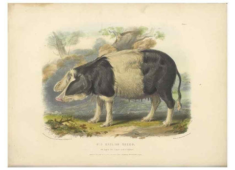 Reproducción/Reproduction 48230774506: The breeds of the domestic animals of the British Islands /. London, England :Longman, Orme, Brown, Green, and Longmans,1842.. 