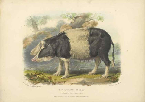 Reproducción/Reproduction 48230774506: The breeds of the domestic animals of the British Islands /. London, England :Longman, Orme, Brown, Green, and Longmans,1842.. 