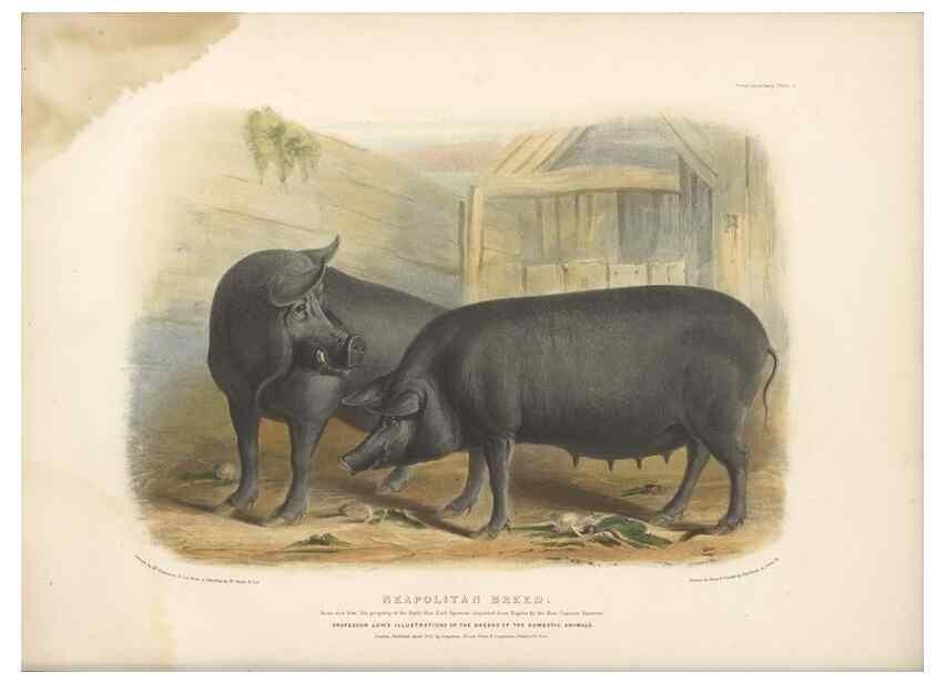 Reproducción/Reproduction 48230774911: The breeds of the domestic animals of the British Islands /. London, England :Longman, Orme, Brown, Green, and Longmans,1842.. 