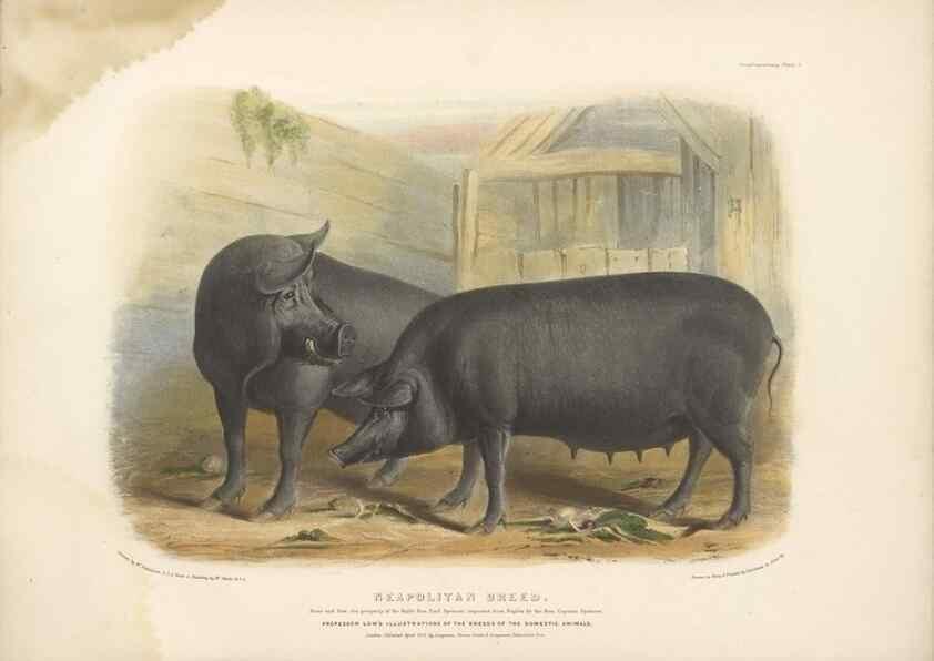 Reproducción/Reproduction 48230774911: The breeds of the domestic animals of the British Islands /. London, England :Longman, Orme, Brown, Green, and Longmans,1842.. 