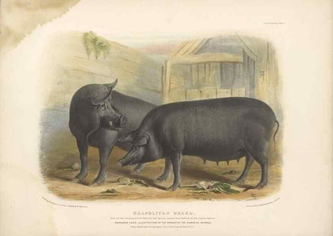 Reproducción/Reproduction 48230774911: The breeds of the domestic animals of the British Islands /. London, England :Longman, Orme, Brown, Green, and Longmans,1842.. 