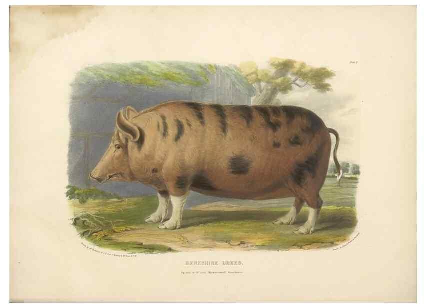 Reproducción/Reproduction 48230775221: The breeds of the domestic animals of the British Islands /. London, England :Longman, Orme, Brown, Green, and Longmans,1842.. 