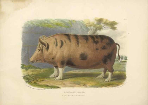 Reproducción/Reproduction 48230775221: The breeds of the domestic animals of the British Islands /. London, England :Longman, Orme, Brown, Green, and Longmans,1842.. 