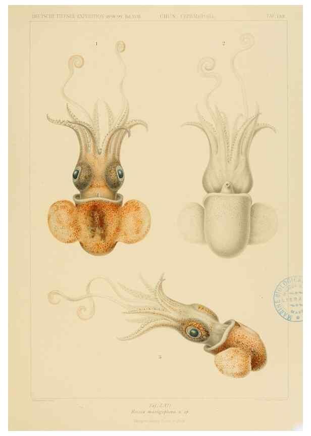 Reproducción/Reproduction 48307301842: Die Cephalopoden,. [Jena],G. Fischer,1910-1915.. 