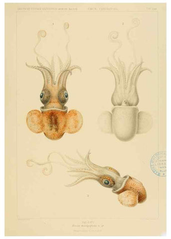 Reproducción/Reproduction 48307301842: Die Cephalopoden,. [Jena],G. Fischer,1910-1915.. 