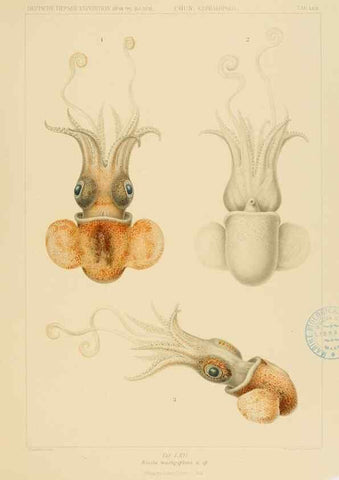 Reproducción/Reproduction 48307301842: Die Cephalopoden,. [Jena],G. Fischer,1910-1915.. 