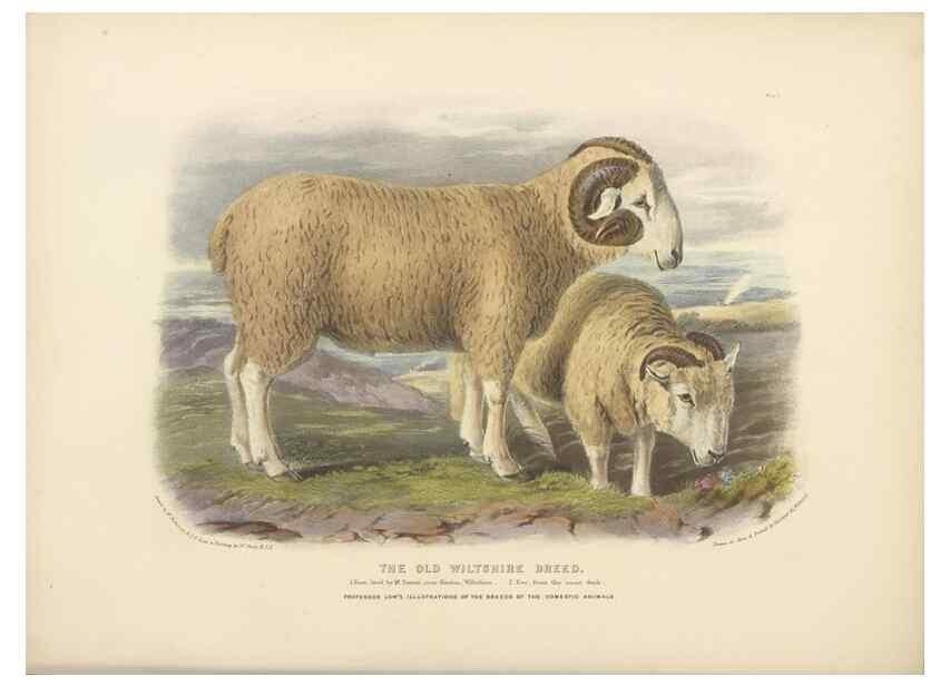Reproducción/Reproduction 48230769721: The breeds of the domestic animals of the British Islands /. London, England :Longman, Orme, Brown, Green, and Longmans,1842.. 