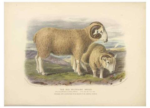 Reproducción/Reproduction 48230769721: The breeds of the domestic animals of the British Islands /. London, England :Longman, Orme, Brown, Green, and Longmans,1842.. 