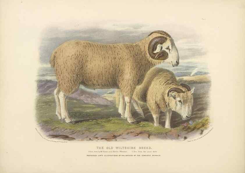 Reproducción/Reproduction 48230769721: The breeds of the domestic animals of the British Islands /. London, England :Longman, Orme, Brown, Green, and Longmans,1842.. 