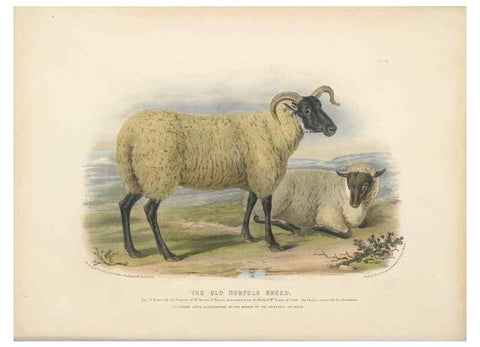 Reproducción/Reproduction 48230840057: The breeds of the domestic animals of the British Islands /. London, England :Longman, Orme, Brown, Green, and Longmans,1842.. 