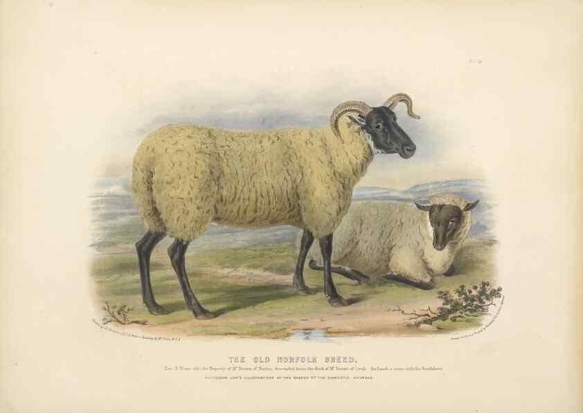 Reproducción/Reproduction 48230840057: The breeds of the domestic animals of the British Islands /. London, England :Longman, Orme, Brown, Green, and Longmans,1842.. 