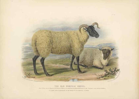 Reproducción/Reproduction 48230840057: The breeds of the domestic animals of the British Islands /. London, England :Longman, Orme, Brown, Green, and Longmans,1842.. 