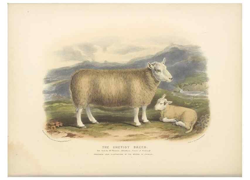 Reproducción/Reproduction 48230839737: The breeds of the domestic animals of the British Islands /. London, England :Longman, Orme, Brown, Green, and Longmans,1842.. 