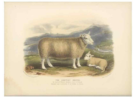 Reproducción/Reproduction 48230839737: The breeds of the domestic animals of the British Islands /. London, England :Longman, Orme, Brown, Green, and Longmans,1842.. 