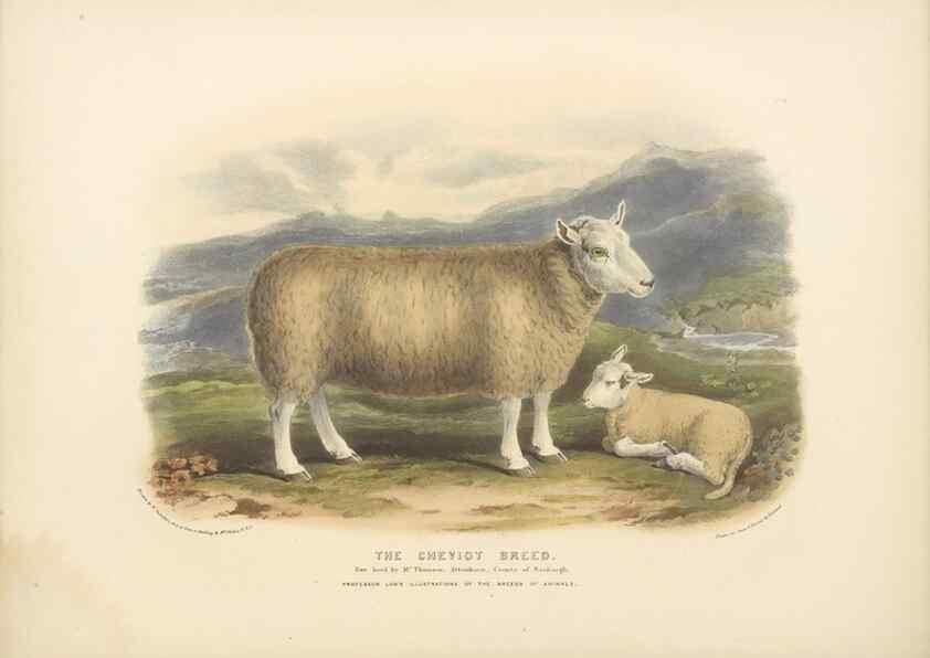 Reproducción/Reproduction 48230839737: The breeds of the domestic animals of the British Islands /. London, England :Longman, Orme, Brown, Green, and Longmans,1842.. 