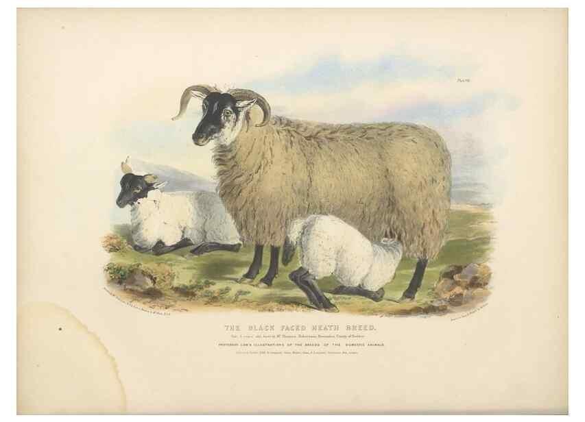 Reproducción/Reproduction 48230768566: The breeds of the domestic animals of the British Islands /. London, England :Longman, Orme, Brown, Green, and Longmans,1842.. 
