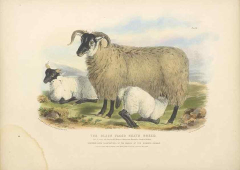 Reproducción/Reproduction 48230768566: The breeds of the domestic animals of the British Islands /. London, England :Longman, Orme, Brown, Green, and Longmans,1842.. 
