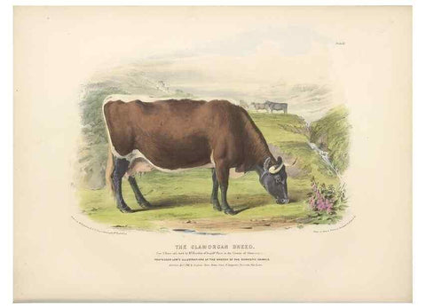Reproducción/Reproduction 48230797937: The breeds of the domestic animals of the British Islands /. London, England :Longman, Orme, Brown, Green, and Longmans,1842.. 