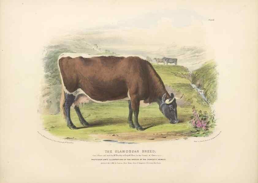 Reproducción/Reproduction 48230797937: The breeds of the domestic animals of the British Islands /. London, England :Longman, Orme, Brown, Green, and Longmans,1842.. 