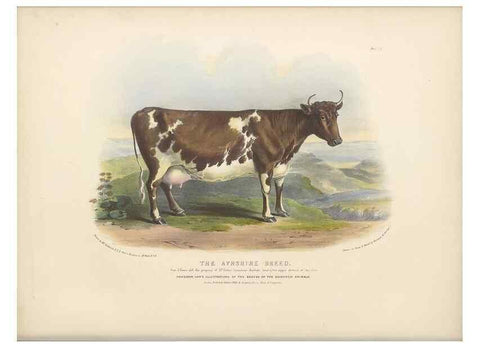 Reproducción/Reproduction 48230728286: The breeds of the domestic animals of the British Islands /. London, England :Longman, Orme, Brown, Green, and Longmans,1842.. 