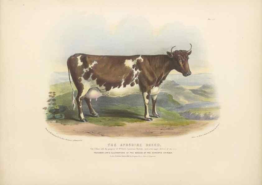 Reproducción/Reproduction 48230728286: The breeds of the domestic animals of the British Islands /. London, England :Longman, Orme, Brown, Green, and Longmans,1842.. 