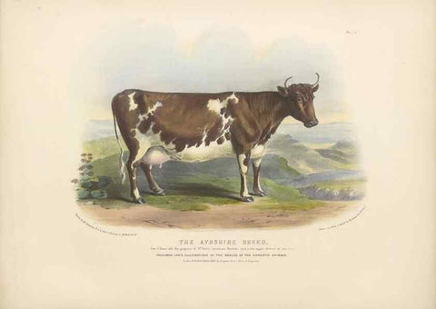 Reproducción/Reproduction 48230728286: The breeds of the domestic animals of the British Islands /. London, England :Longman, Orme, Brown, Green, and Longmans,1842.. 