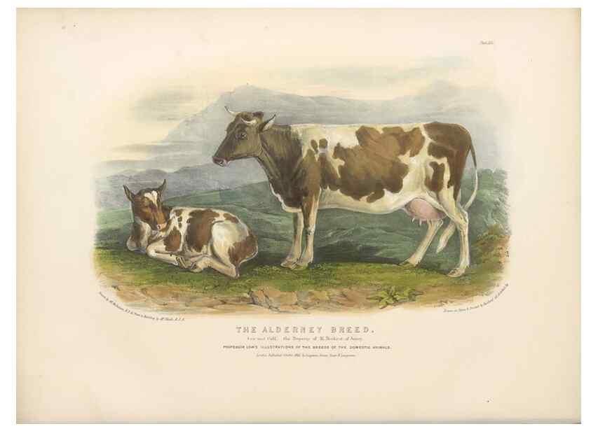 Reproducción/Reproduction 48230728736: The breeds of the domestic animals of the British Islands /. London, England :Longman, Orme, Brown, Green, and Longmans,1842.. 