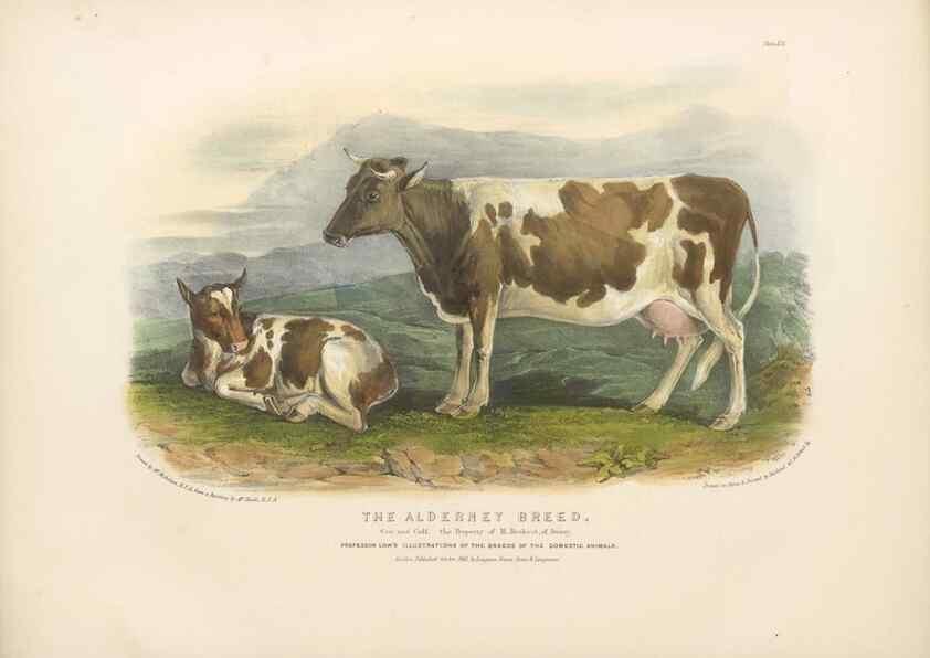 Reproducción/Reproduction 48230728736: The breeds of the domestic animals of the British Islands /. London, England :Longman, Orme, Brown, Green, and Longmans,1842.. 