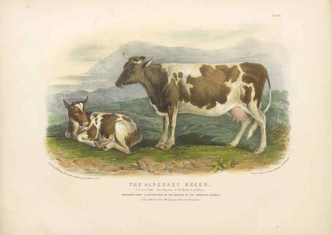 Reproducción/Reproduction 48230728736: The breeds of the domestic animals of the British Islands /. London, England :Longman, Orme, Brown, Green, and Longmans,1842.. 