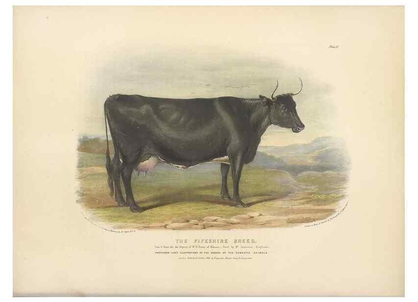 Reproducción/Reproduction 48230729291: The breeds of the domestic animals of the British Islands /. London, England :Longman, Orme, Brown, Green, and Longmans,1842.. 