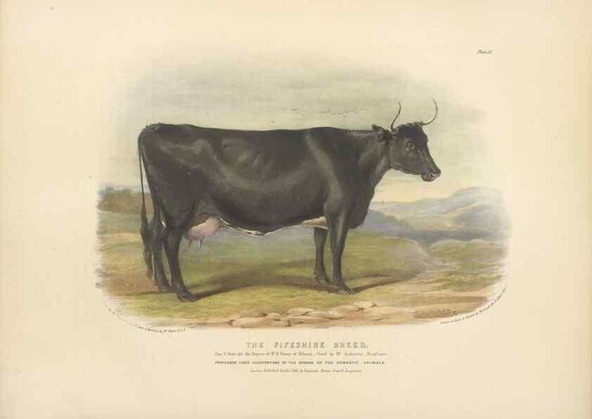 Reproducción/Reproduction 48230729291: The breeds of the domestic animals of the British Islands /. London, England :Longman, Orme, Brown, Green, and Longmans,1842.. 