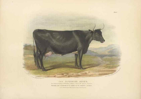 Reproducción/Reproduction 48230729291: The breeds of the domestic animals of the British Islands /. London, England :Longman, Orme, Brown, Green, and Longmans,1842.. 