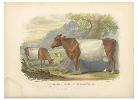 Reproducción/Reproduction 48230729726: The breeds of the domestic animals of the British Islands /. London, England :Longman, Orme, Brown, Green, and Longmans,1842.. 
