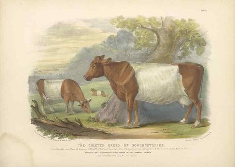 Reproducción/Reproduction 48230729726: The breeds of the domestic animals of the British Islands /. London, England :Longman, Orme, Brown, Green, and Longmans,1842.. 