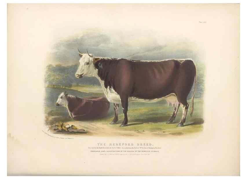 Reproducción/Reproduction 48230800812: The breeds of the domestic animals of the British Islands /. London, England :Longman, Orme, Brown, Green, and Longmans,1842.. 