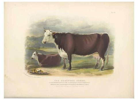 Reproducción/Reproduction 48230800812: The breeds of the domestic animals of the British Islands /. London, England :Longman, Orme, Brown, Green, and Longmans,1842.. 