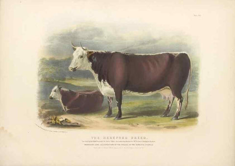 Reproducción/Reproduction 48230800812: The breeds of the domestic animals of the British Islands /. London, England :Longman, Orme, Brown, Green, and Longmans,1842.. 