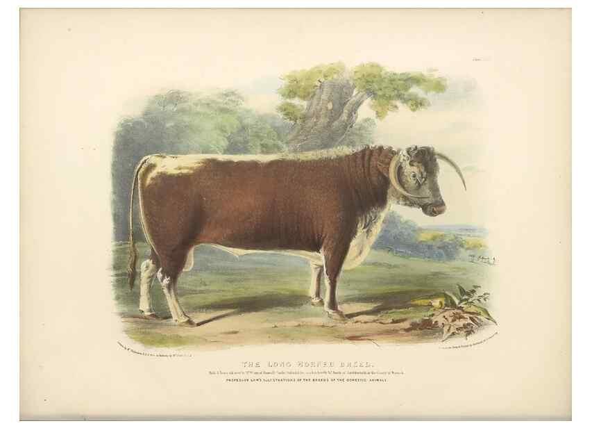 Reproducción/Reproduction 48230801317: The breeds of the domestic animals of the British Islands /. London, England :Longman, Orme, Brown, Green, and Longmans,1842.. 