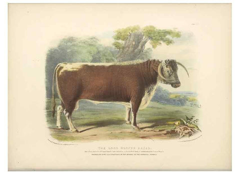 Reproducción/Reproduction 48230801317: The breeds of the domestic animals of the British Islands /. London, England :Longman, Orme, Brown, Green, and Longmans,1842.. 