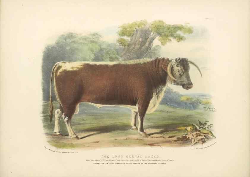 Reproducción/Reproduction 48230801317: The breeds of the domestic animals of the British Islands /. London, England :Longman, Orme, Brown, Green, and Longmans,1842.. 