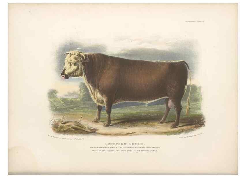 Reproducción/Reproduction 48230726471: The breeds of the domestic animals of the British Islands /. London, England :Longman, Orme, Brown, Green, and Longmans,1842.. 