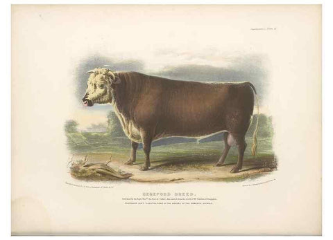 Reproducción/Reproduction 48230726471: The breeds of the domestic animals of the British Islands /. London, England :Longman, Orme, Brown, Green, and Longmans,1842.. 