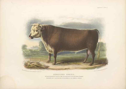 Reproducción/Reproduction 48230726471: The breeds of the domestic animals of the British Islands /. London, England :Longman, Orme, Brown, Green, and Longmans,1842.. 