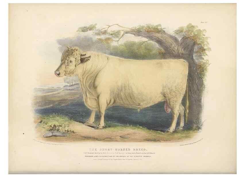 Reproducción/Reproduction 48230731101: The breeds of the domestic animals of the British Islands /. London, England :Longman, Orme, Brown, Green, and Longmans,1842.. 