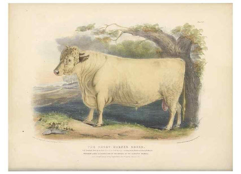 Reproducción/Reproduction 48230731101: The breeds of the domestic animals of the British Islands /. London, England :Longman, Orme, Brown, Green, and Longmans,1842.. 