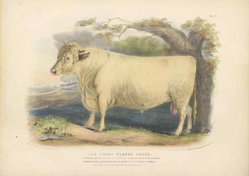 Reproducción/Reproduction 48230731101: The breeds of the domestic animals of the British Islands /. London, England :Longman, Orme, Brown, Green, and Longmans,1842.. 