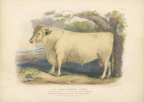 Reproducción/Reproduction 48230731101: The breeds of the domestic animals of the British Islands /. London, England :Longman, Orme, Brown, Green, and Longmans,1842.. 