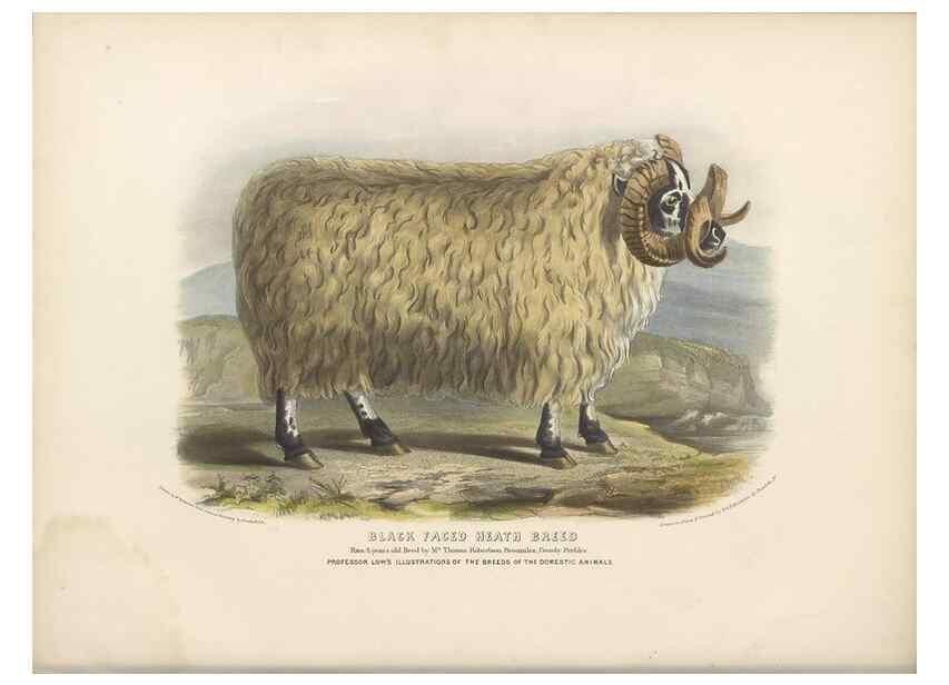 Reproducción/Reproduction 48230802942: The breeds of the domestic animals of the British Islands /. London, England :Longman, Orme, Brown, Green, and Longmans,1842.. 