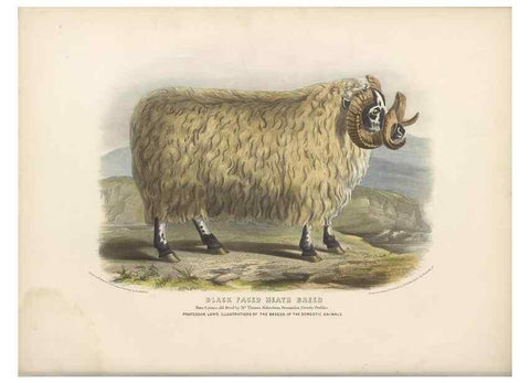 Reproducción/Reproduction 48230802942: The breeds of the domestic animals of the British Islands /. London, England :Longman, Orme, Brown, Green, and Longmans,1842.. 